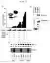 Fig. 06 - Method of screening drug