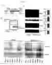 Fig. 07 - Method of screening drug