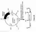 Fig. 06 - Transgenic nonhuman mammals producing fibrinogen in milk and methods of producing fibrin