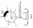 Fig. 07 - Transgenic nonhuman mammals producing fibrinogen in milk and methods of producing fibrin