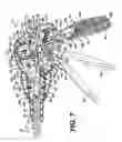 Fig. 06 - Surgical stapling instrument incorporating a multi-stroke firing mechanism with return spring rotary manual retraction system