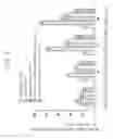 Fig. 03 - Inhibitors for continuous activation for calcineurin