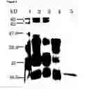Fig. 07 - Binding peptides: methods for their generation and use