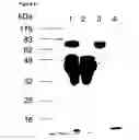 Fig. 08 - Binding peptides: methods for their generation and use