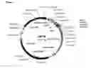 Fig. 09 - Binding peptides: methods for their generation and use