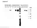 Fig. 22 - Binding peptides: methods for their generation and use