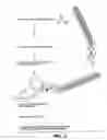 Fig. 06 - Agonist antibodies