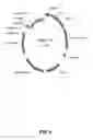 Fig. 10 - Binding molecules for the treatment of myeloid cell malignancies