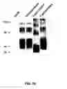 Fig. 20 - Binding molecules for the treatment of myeloid cell malignancies