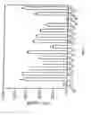 Fig. 06 - Methods and compositions involving LcrV proteins