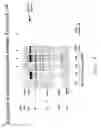 Fig. 02 - Diagnostic test for vitamin B