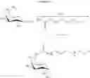 Fig. 47 - Intracellular formation of peptide conjugates