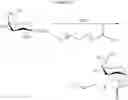 Fig. 48 - Intracellular formation of peptide conjugates