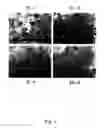 Fig. 02 - Methods of using antibodies to human IL-13bc for inhibiting IL-13 binding