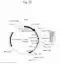 Fig. 03 - Secreted proteins and polynucleotides encoding them