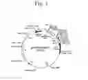 Fig. 04 - Secreted proteins and polynucleotides encoding them
