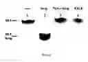 Fig. 06 - Methods and materials for characterizing and modulating interaction between heregulin and HER3