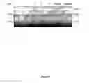 Fig. 09 - IL-2 transmembrane construct