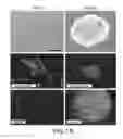 Fig. 02 - METHOD OF GENERATING NEURAL STEM CELLS