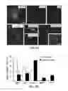 Fig. 07 - METHOD OF GENERATING NEURAL STEM CELLS