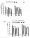 Fig. 06 - Use of a polypeptide for treatment of pruritus in animals