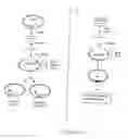 Fig. 02 - Antisense oligonucleotides targeting folate receptor alpha, and the use thereof