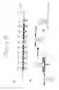 Fig. 09 - Antisense oligonucleotides targeting folate receptor alpha, and the use thereof