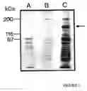 Fig. 02 - Antibody to an integrin heterodimer and/or a subunit thereof