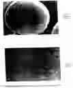 Fig. 10 - Implant with composite coating