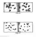 Fig. 09 - Modified plants