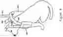 Fig. 05 - Elbow pads for dogs