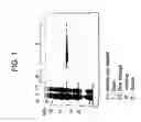 Fig. 02 - Transducible dna-binding proteins