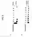 Fig. 06 - Transducible dna-binding proteins