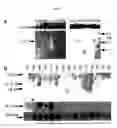 Fig. 09 - IL-ILI gene and polypeptide products