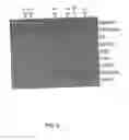 Fig. 10 - IL-ILI gene and polypeptide products