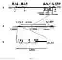 Fig. 11 - IL-ILI gene and polypeptide products