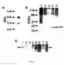 Fig. 19 - IL-ILI gene and polypeptide products