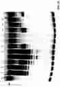 Fig. 45 - FEN endonucleases