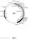 Fig. 04 - Packaging cells for recombinant adenovirus