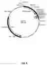 Fig. 07 - Packaging cells for recombinant adenovirus