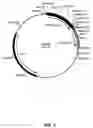 Fig. 08 - Packaging cells for recombinant adenovirus
