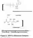 Fig. 07 - Topical delivery of trace metals for skin care