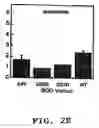 Fig. 07 - Compositions and methods for treating amyotrophic lateral sclerosis (ALS)