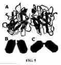 Fig. 11 - Compositions and methods for treating amyotrophic lateral sclerosis (ALS)