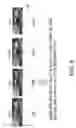 Fig. 09 - Video processing system and method for automatic enhancement of digital video