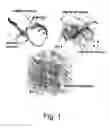 Fig. 02 - Prevascularized constructs for implantation to provide blood perfusion