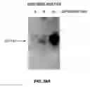 Fig. 37 - Business methods for assessing nucleic acids