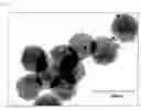 Fig. 02 - Particle having magnetic material incorporated therein, process for producing the same, particle for immunoassay and method of immunoassay