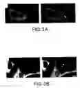 Fig. 04 - Methods of assaying receptor activity