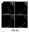 Fig. 07 - Methods of assaying receptor activity